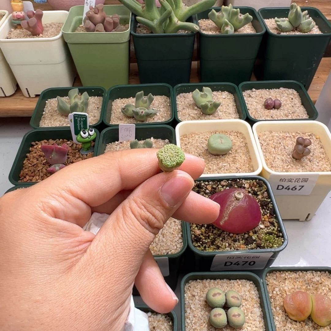 干*笑512。青蛙dr7778超烧