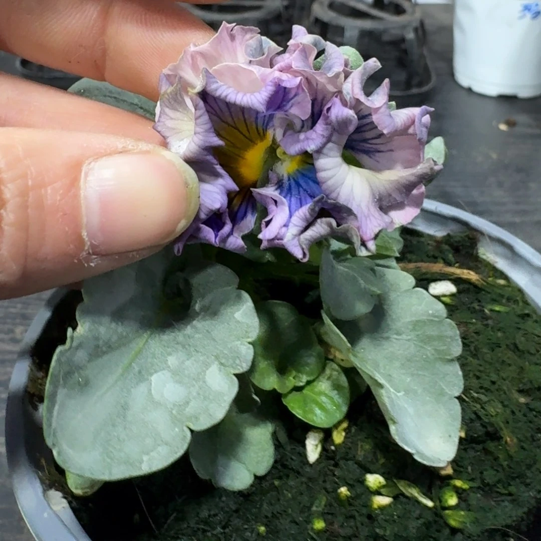 全部花朵368号礼服