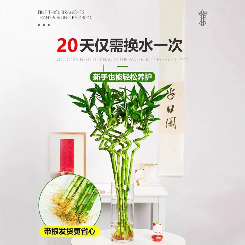 【送灯笼】粗大带根转运竹绿植盆栽室内富贵竹龟背竹网红植物竹子