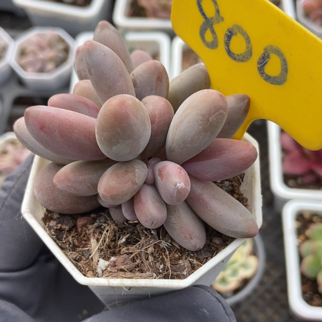800红手指多肉植物
