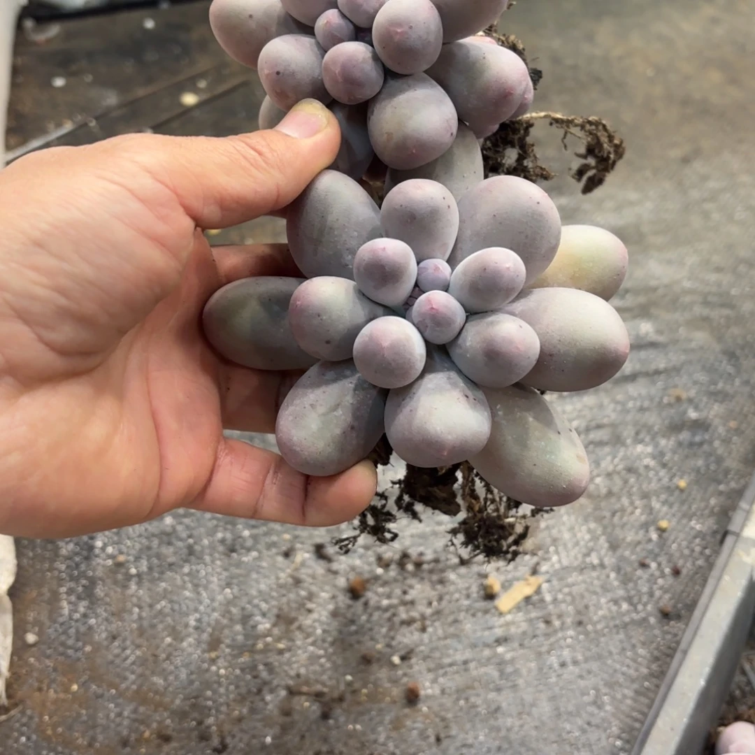 匆****1201多肉植物米可奶2颗