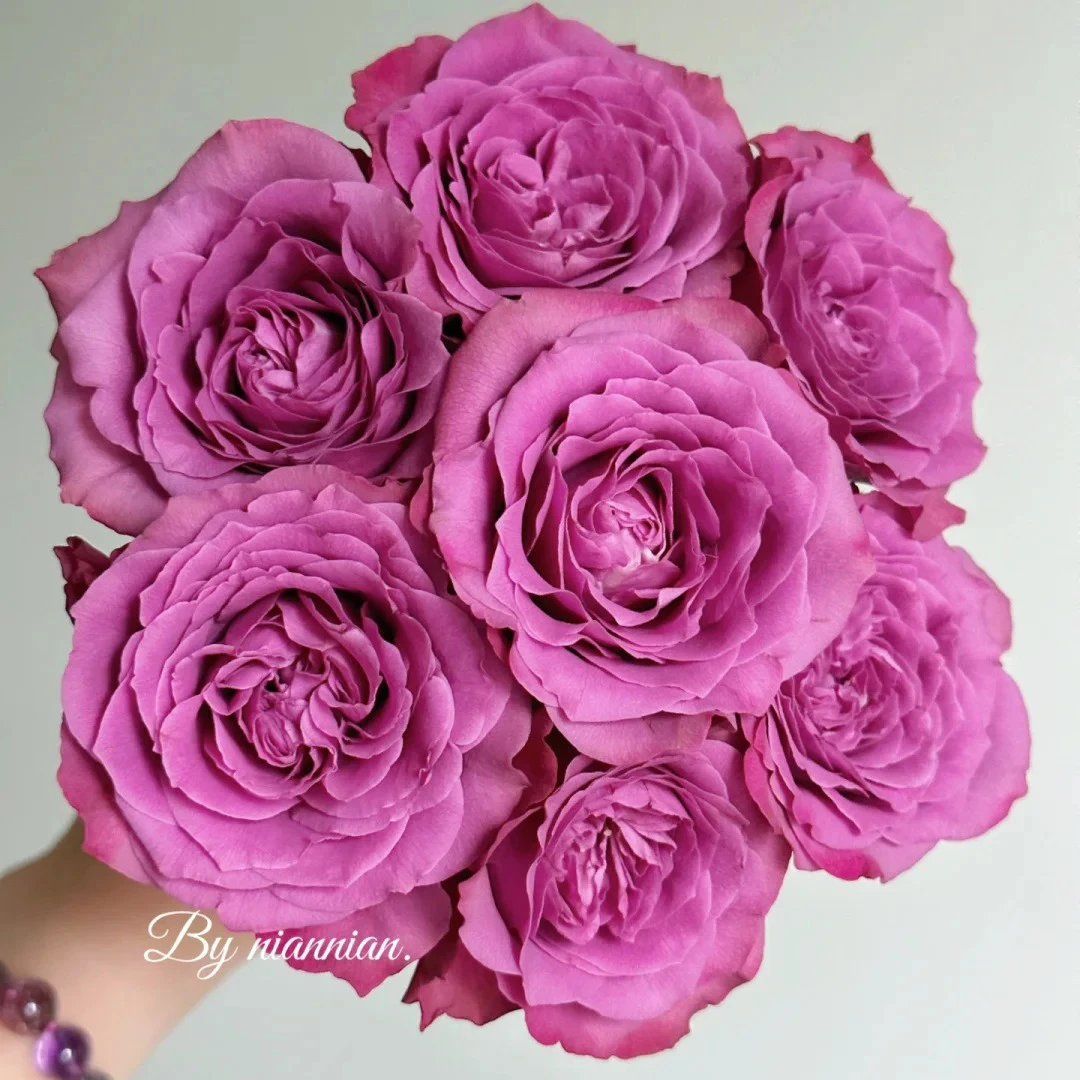 花礼客#单头玫瑰 【百利信-蓝莓】高品质鲜花优选 顺丰冷链直发