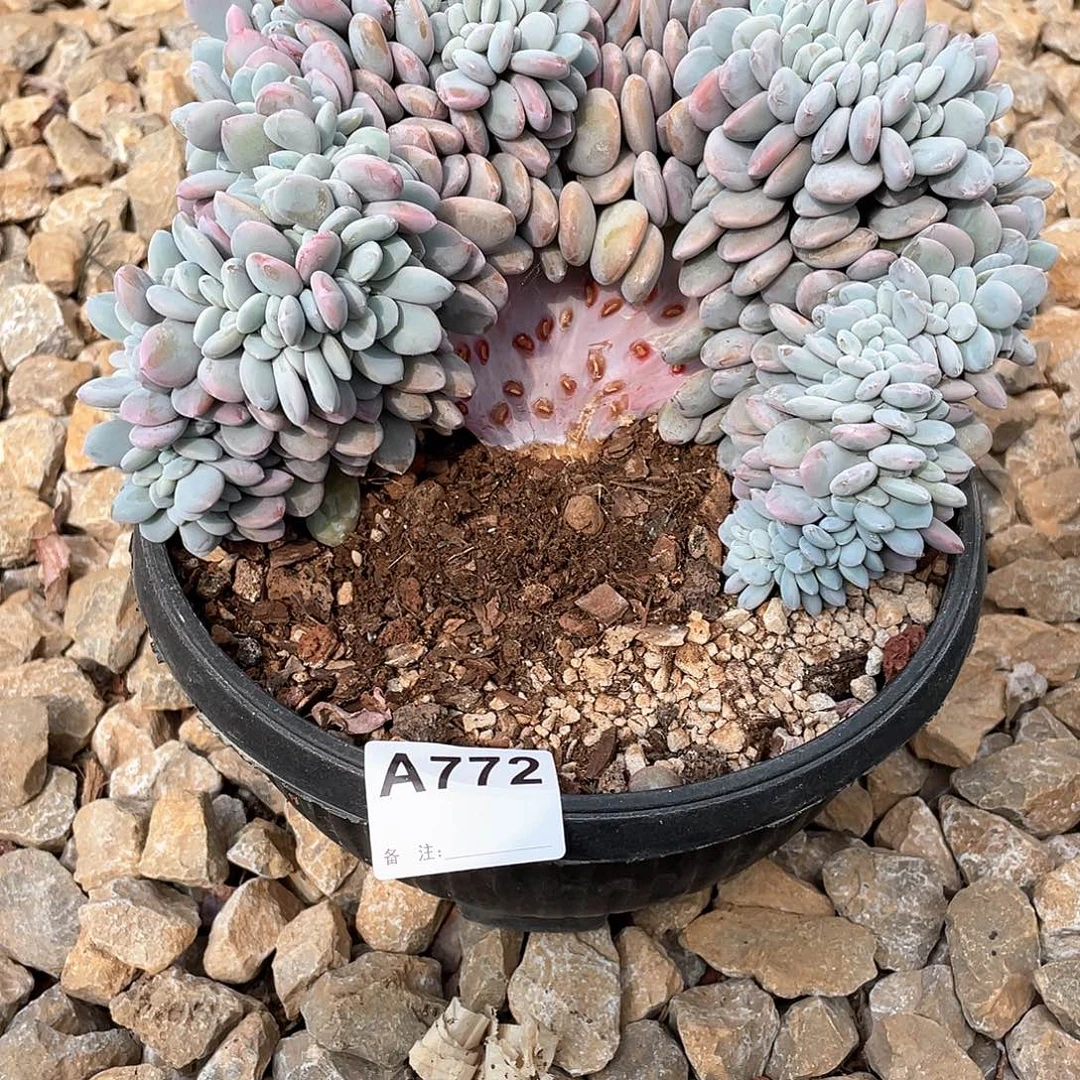 ****七772多肉植物多肉植物
