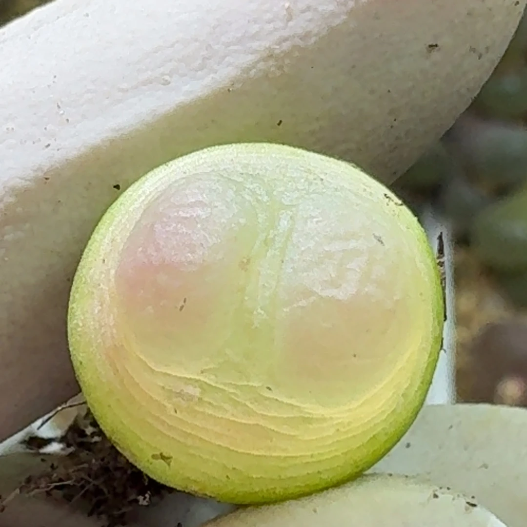 11-20-119拉登1473.18包邮