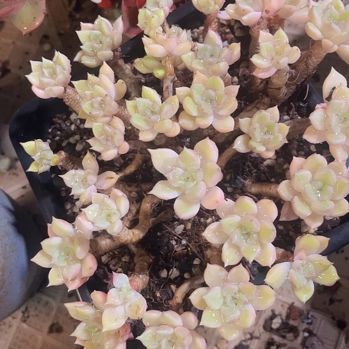 黄金璀璨11102多肉植物