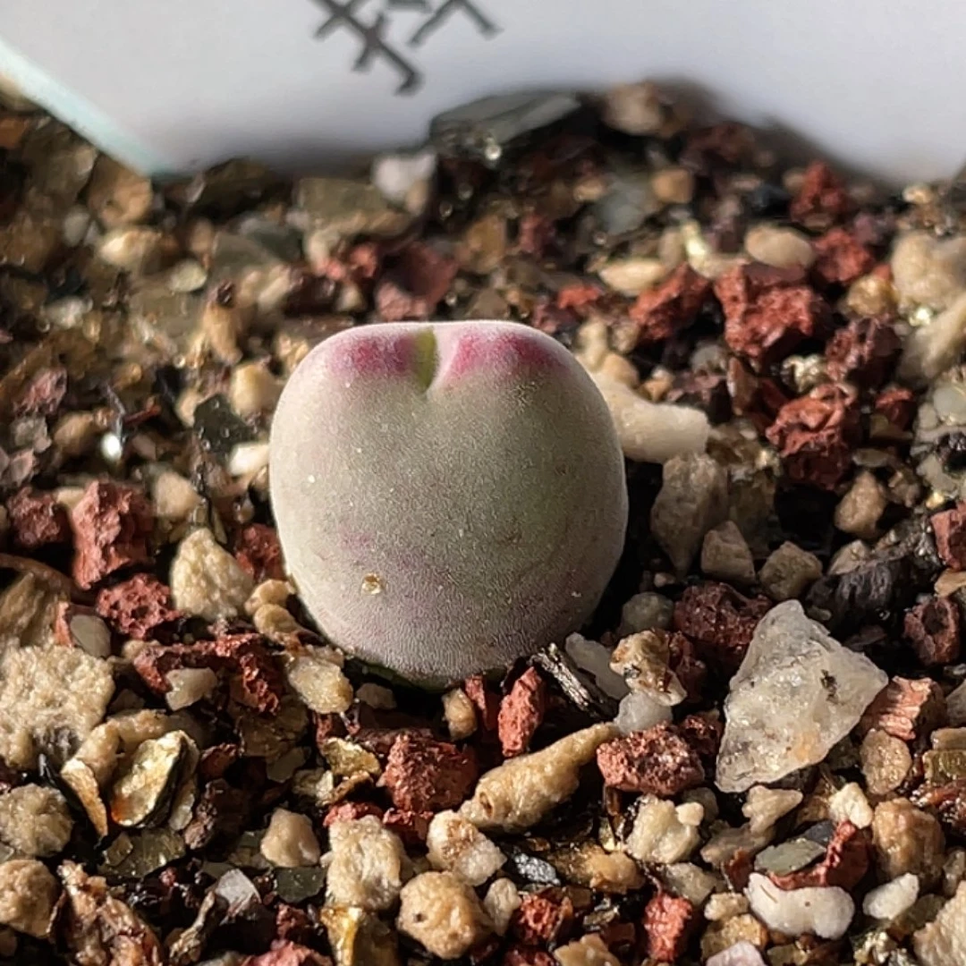 18-106肉锥ssg比卡丘肉锥