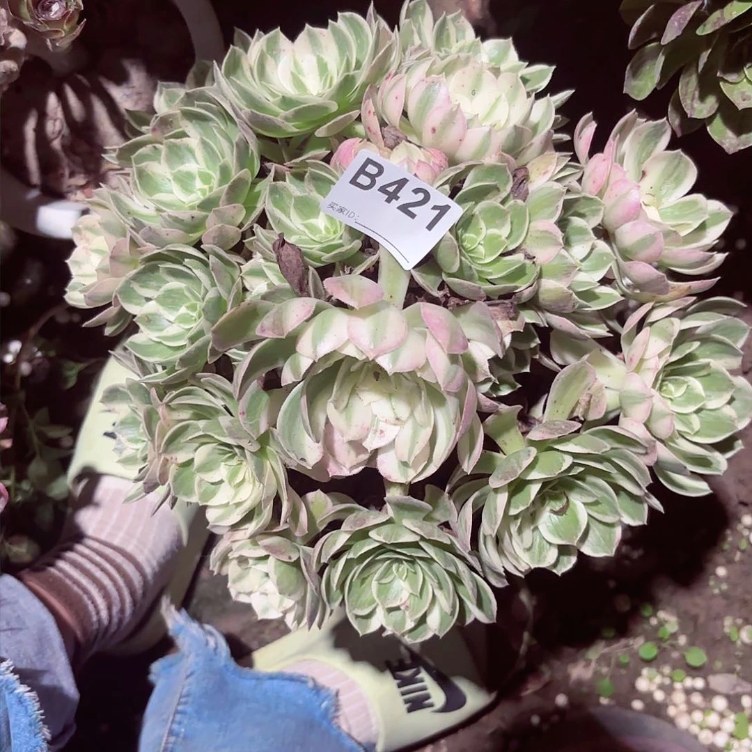 海王手捧421偏远不包邮