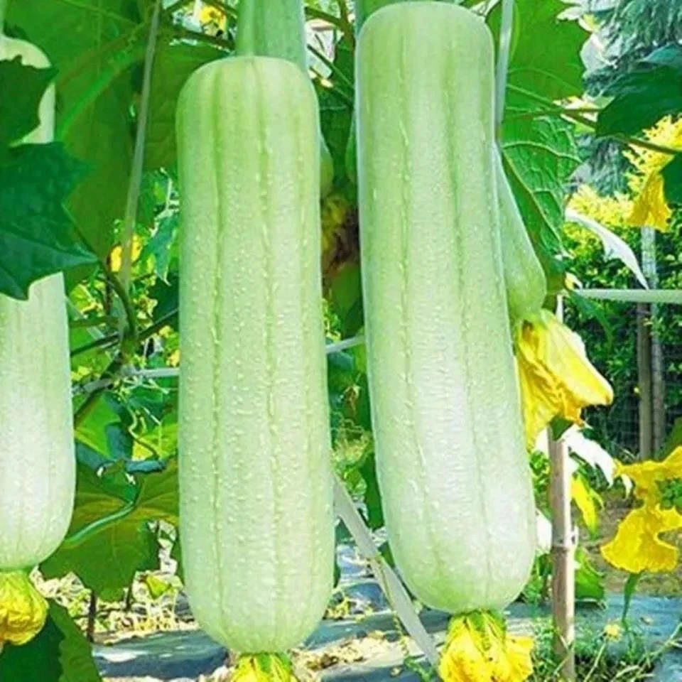 奶油丝瓜种子牛奶菜瓜种籽子春季菜种籽四季高产寿光南方蔬菜子籽