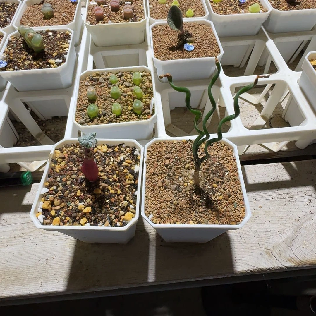 璀***光多肉植物福利肉锥