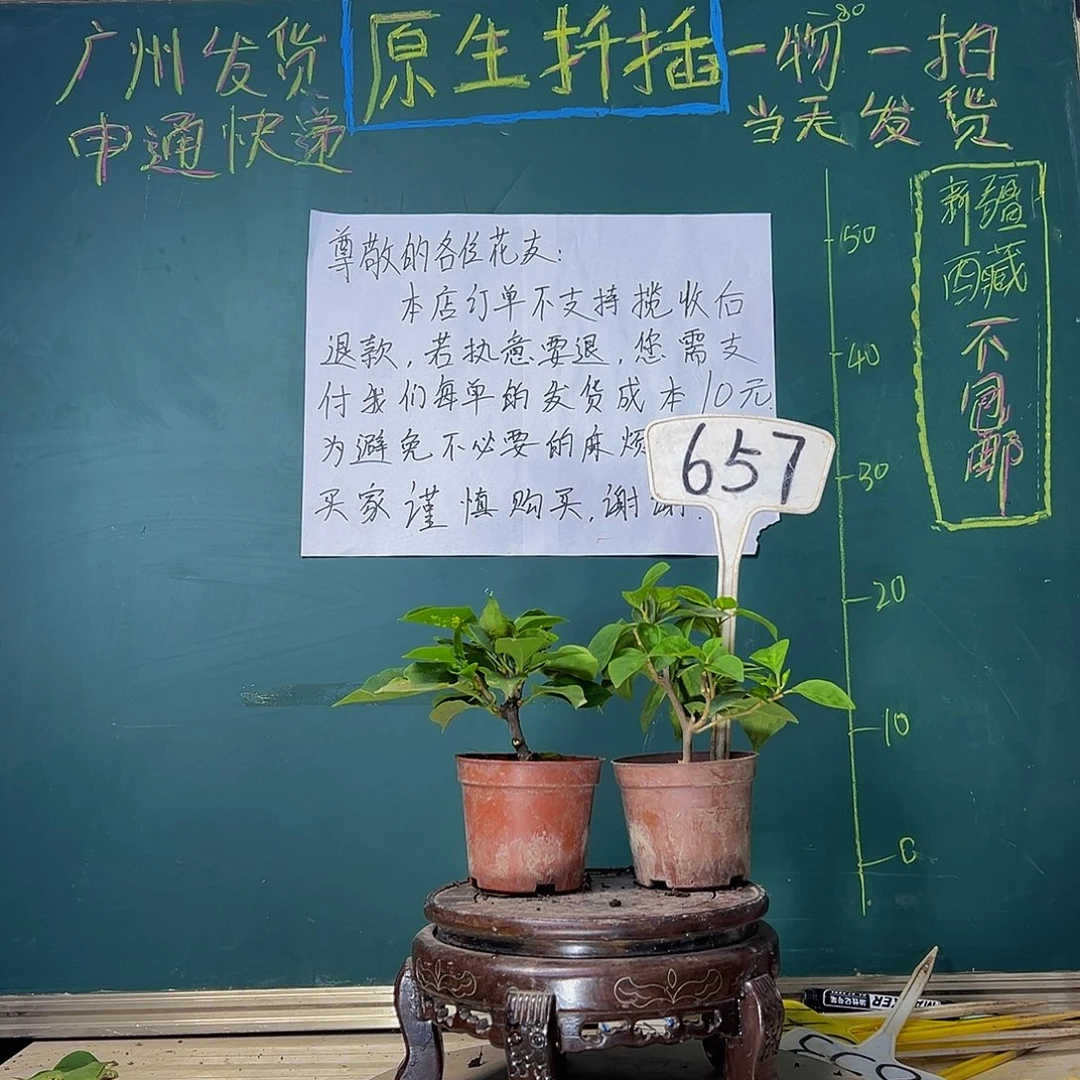 当前无花栽培后可以开花洒金盲盒掌中宝 暗斑五宝掌中宝657