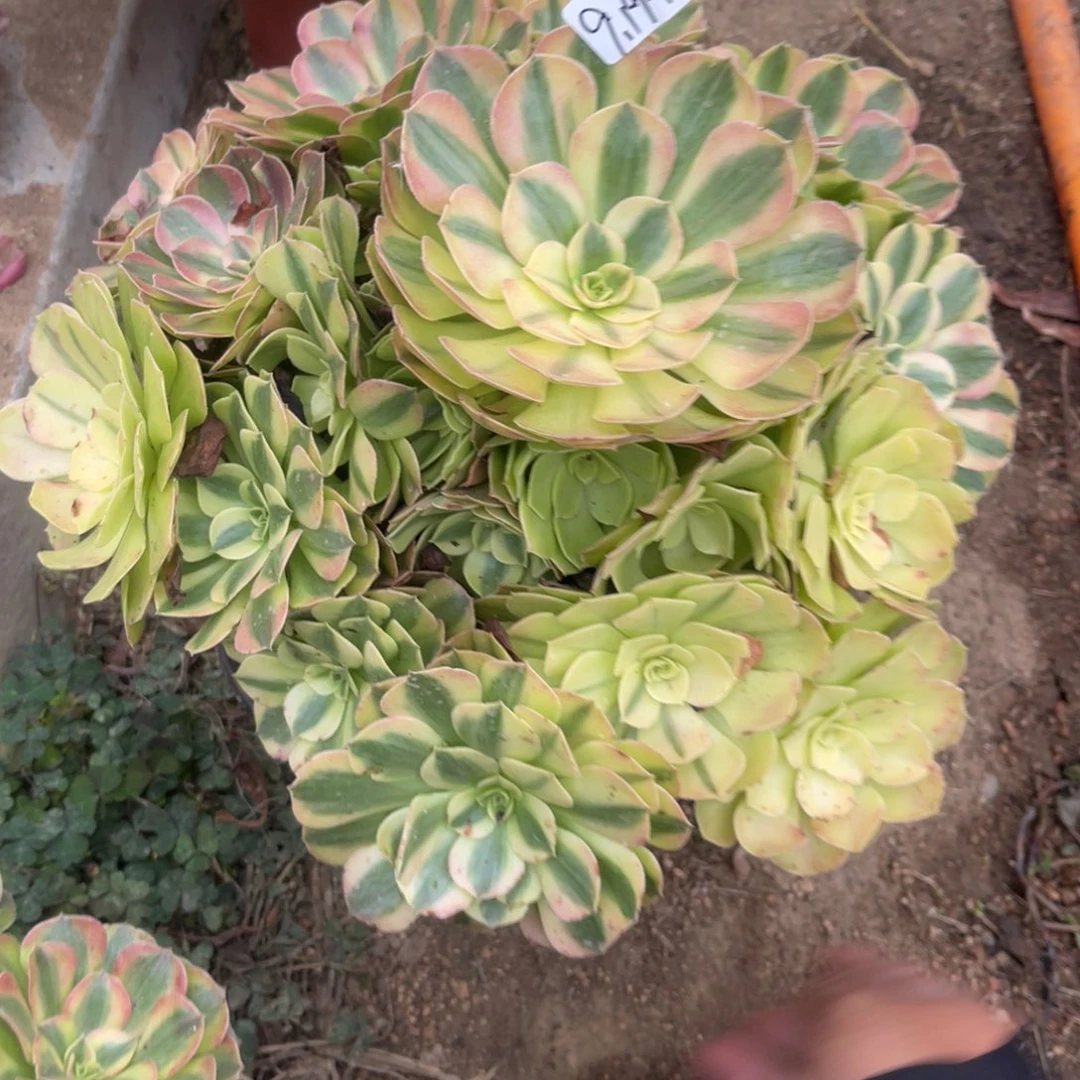 9-19-14雨荷法师锦多肉
