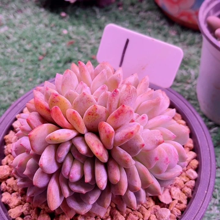 我是第一百个为妖刀应援我