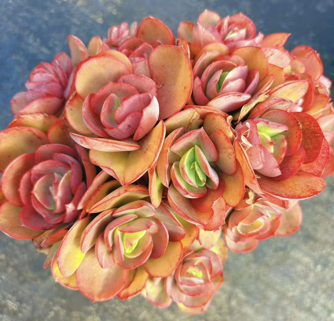 【秀妍玫瑰】好看好养款 脱土发（任意2单包邮）好运来多肉植物