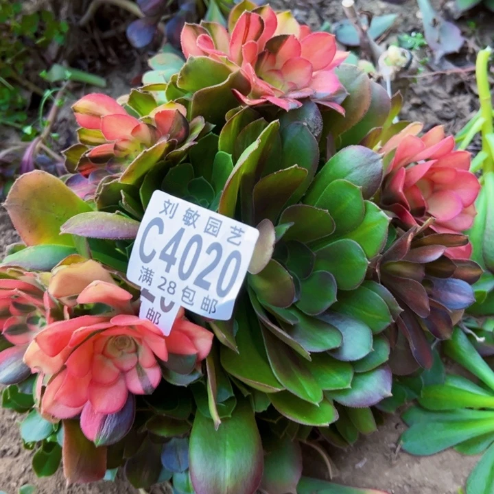 冬*4020多肉植物无根流星雨