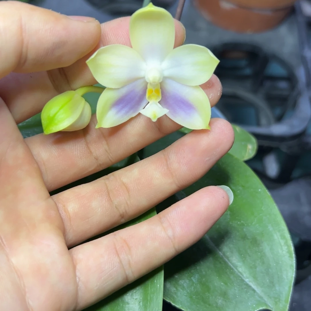 完全开放l6750三寸ys1181