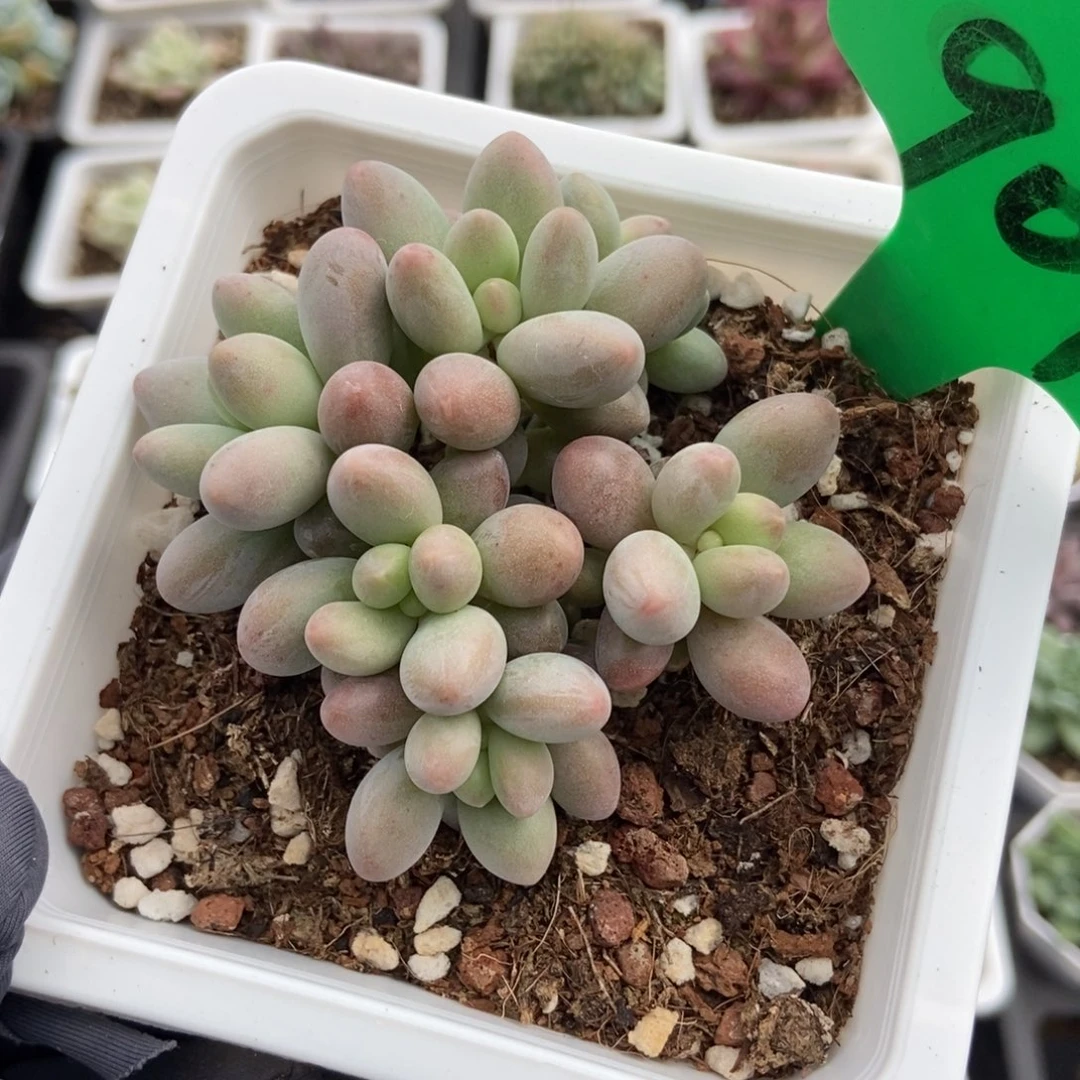 907粉恋多肉植物保护