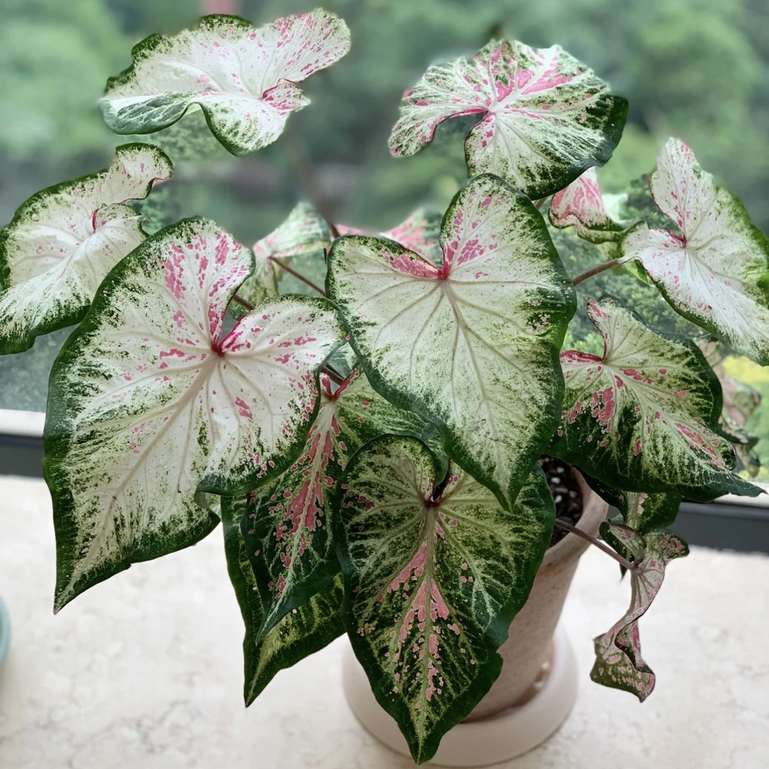 胡椒薄荷彩叶芋绿植盆栽多年生四季常青庭院阳台养护