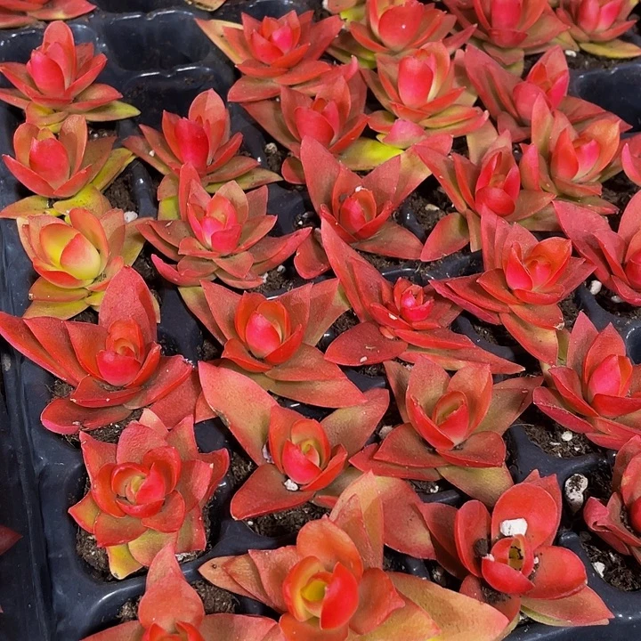 小火鸡1元带土发货