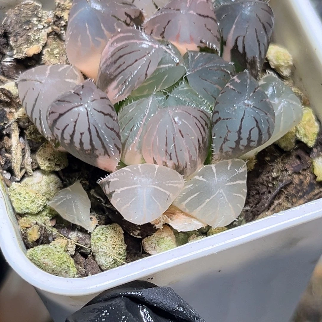 恭喜发财大吉大利4101