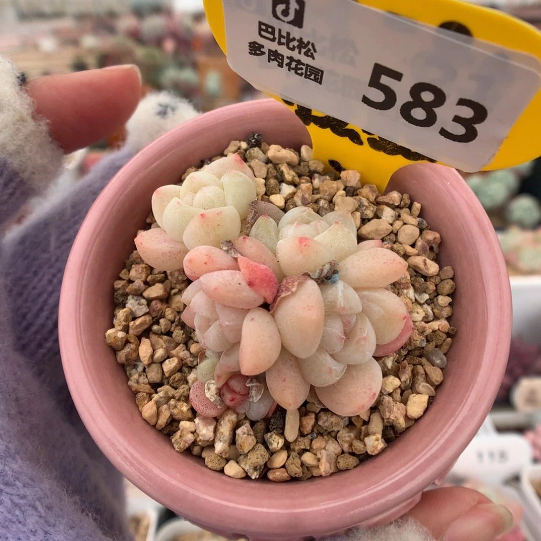 派*星583小脸冰玉新年福利