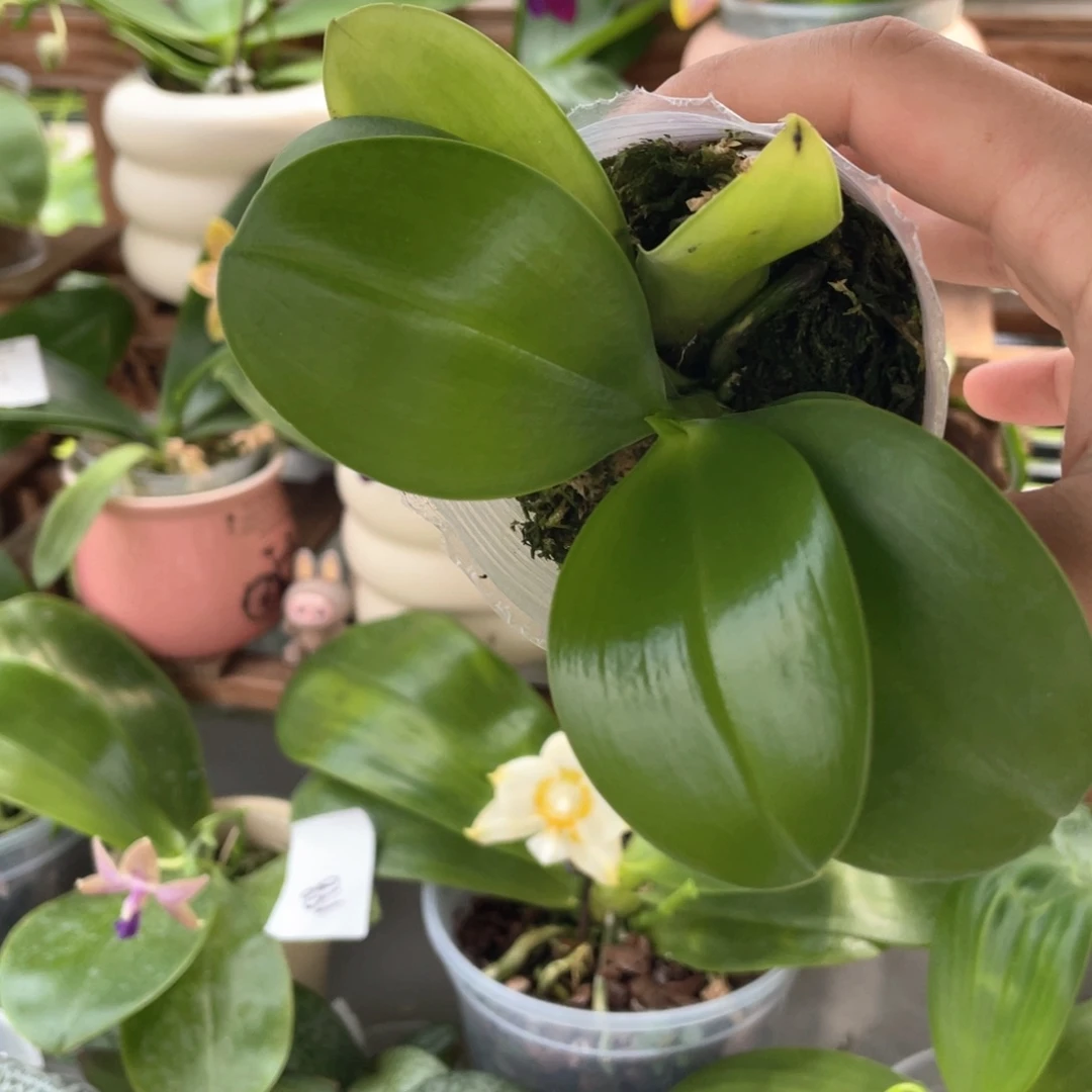 当前无花栽培后可以开花（盾交黄故事）分生，2.5无根1.7价仅此一颗