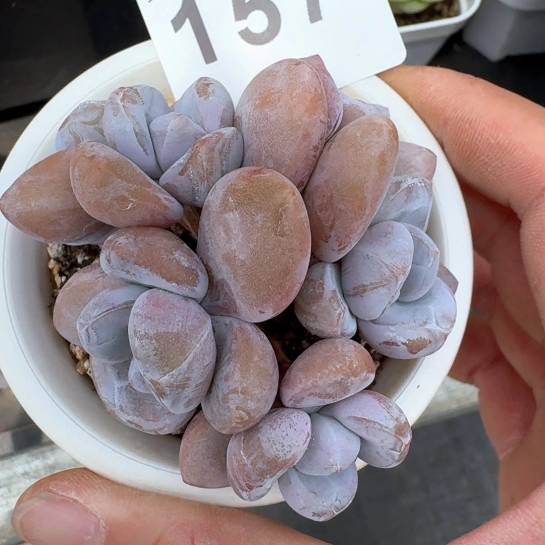 粉兔         多肉植物