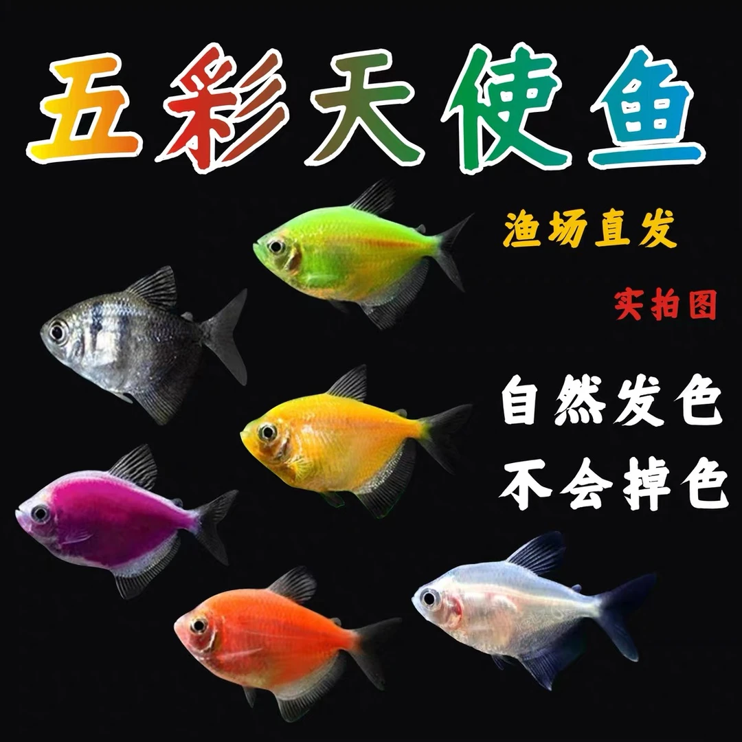 天使鱼七彩鱼中小型鱼荧光绿天使热带鱼观赏鱼红天使好养耐活