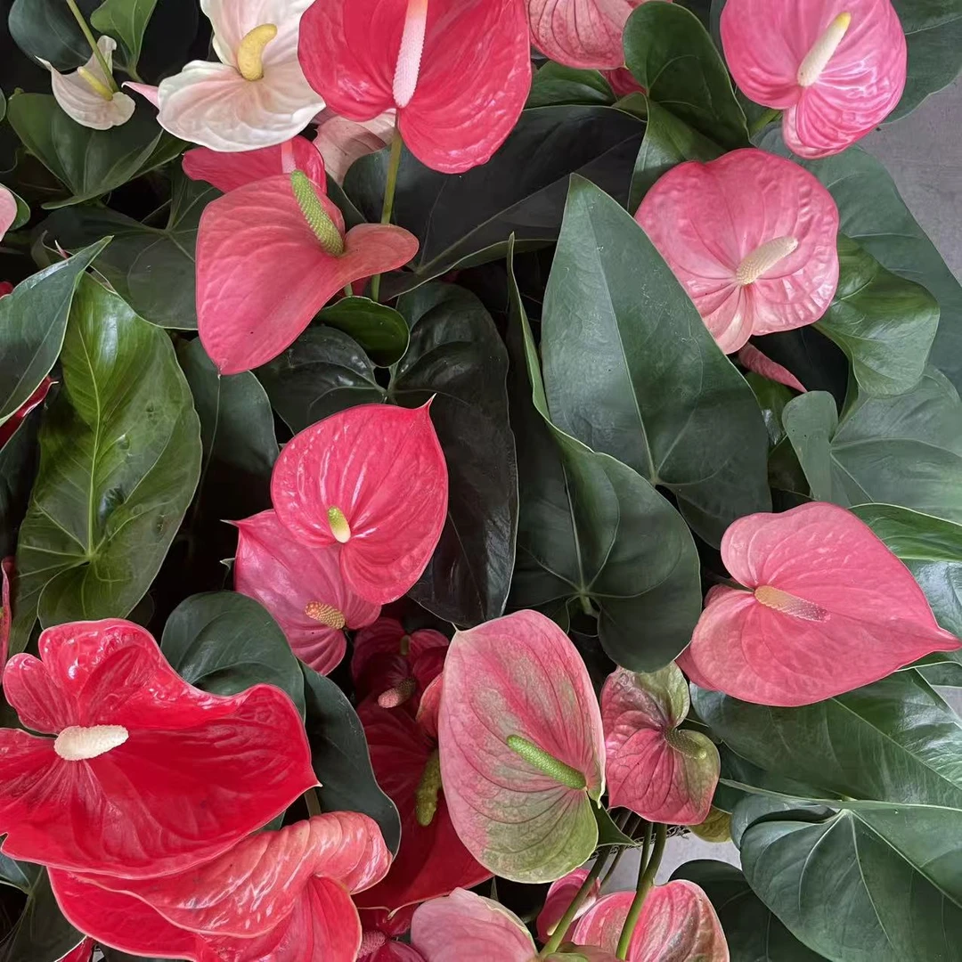 【粉色系140】孤品有色差3-7花，花大少，花多小特价处理无问题不售后