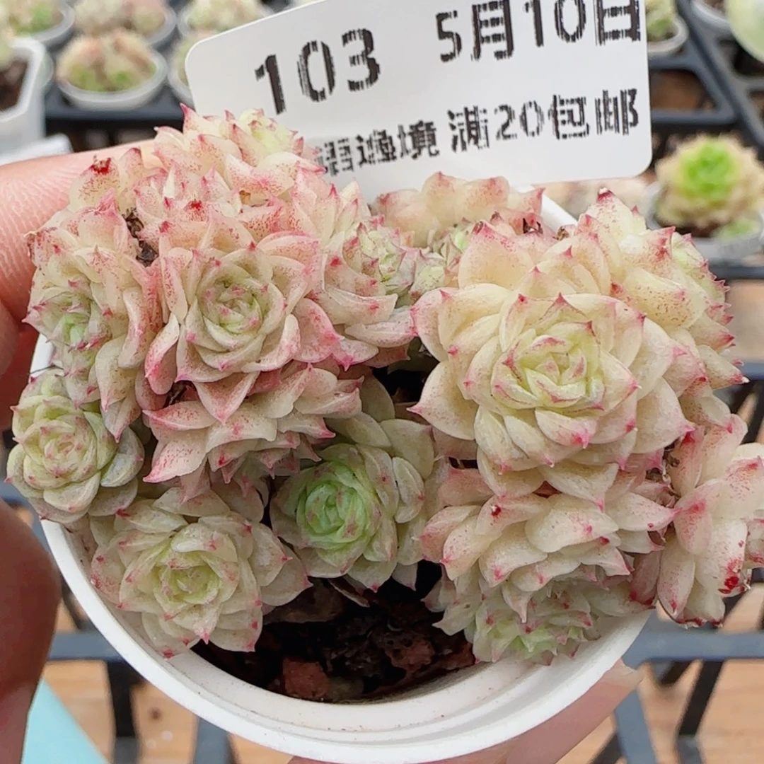 花语逸镜0510-103散