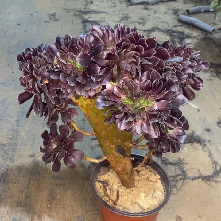 欧紫缀多肉植物7。