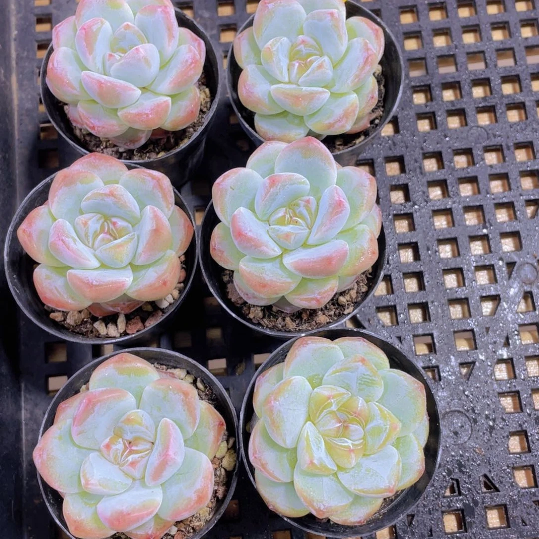 901号 厚叶糖心刚毅一个