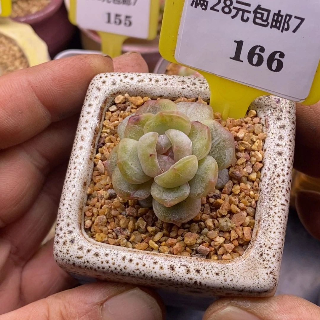 7166拉丝粉锦白恋多肉