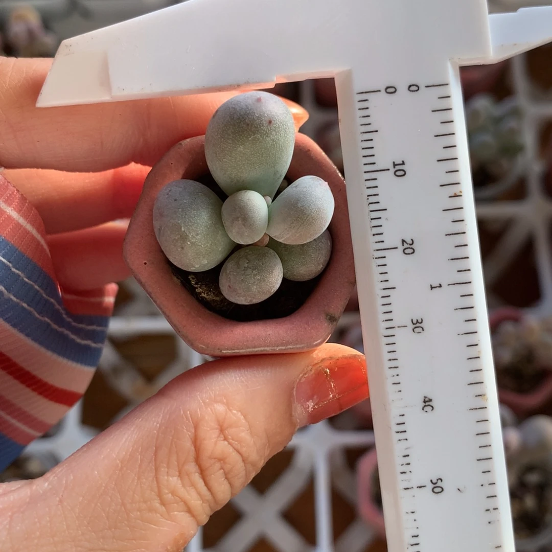 米可奶 不满28发到付，发一片叶，~