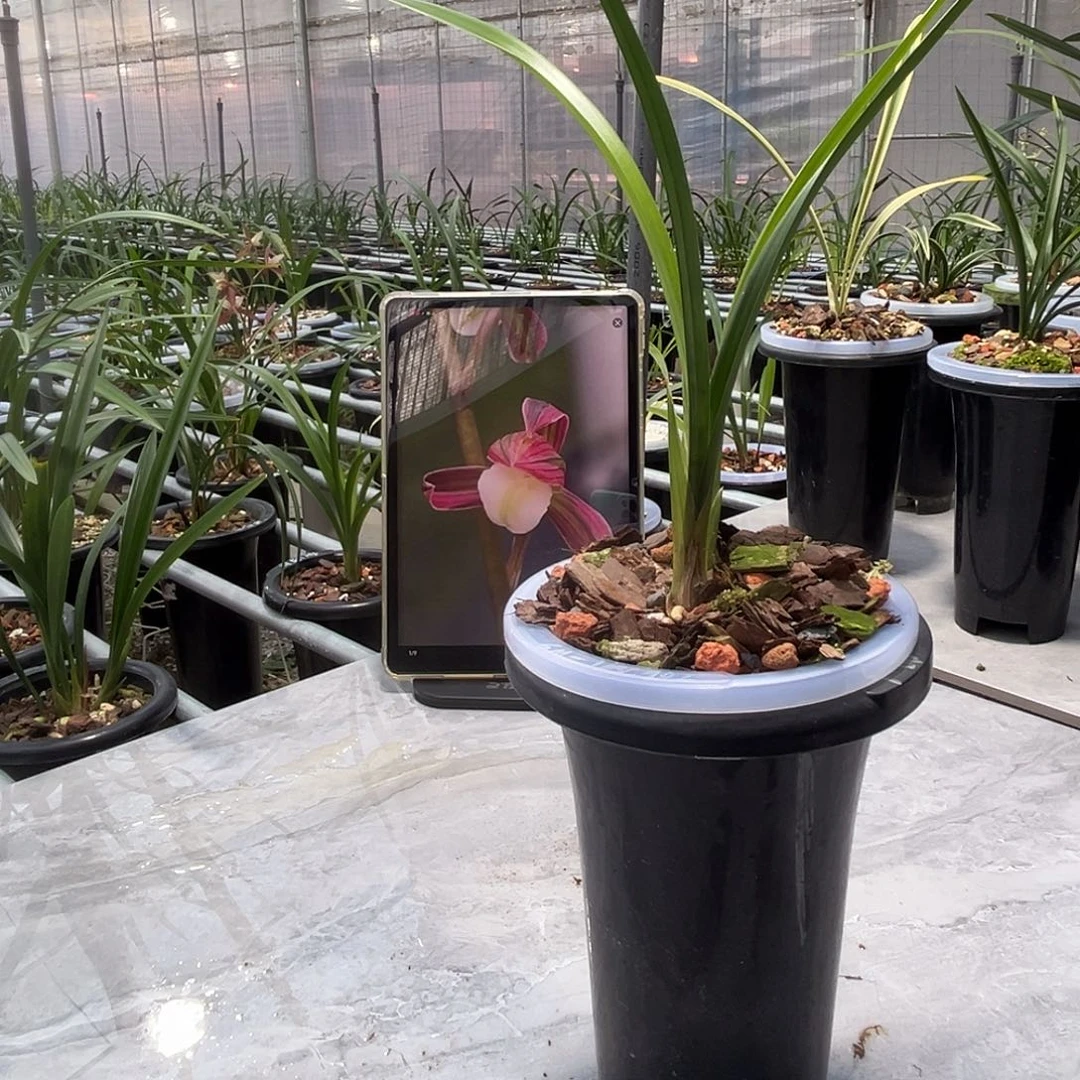 花***芯完全开放正品国兰一物一拍