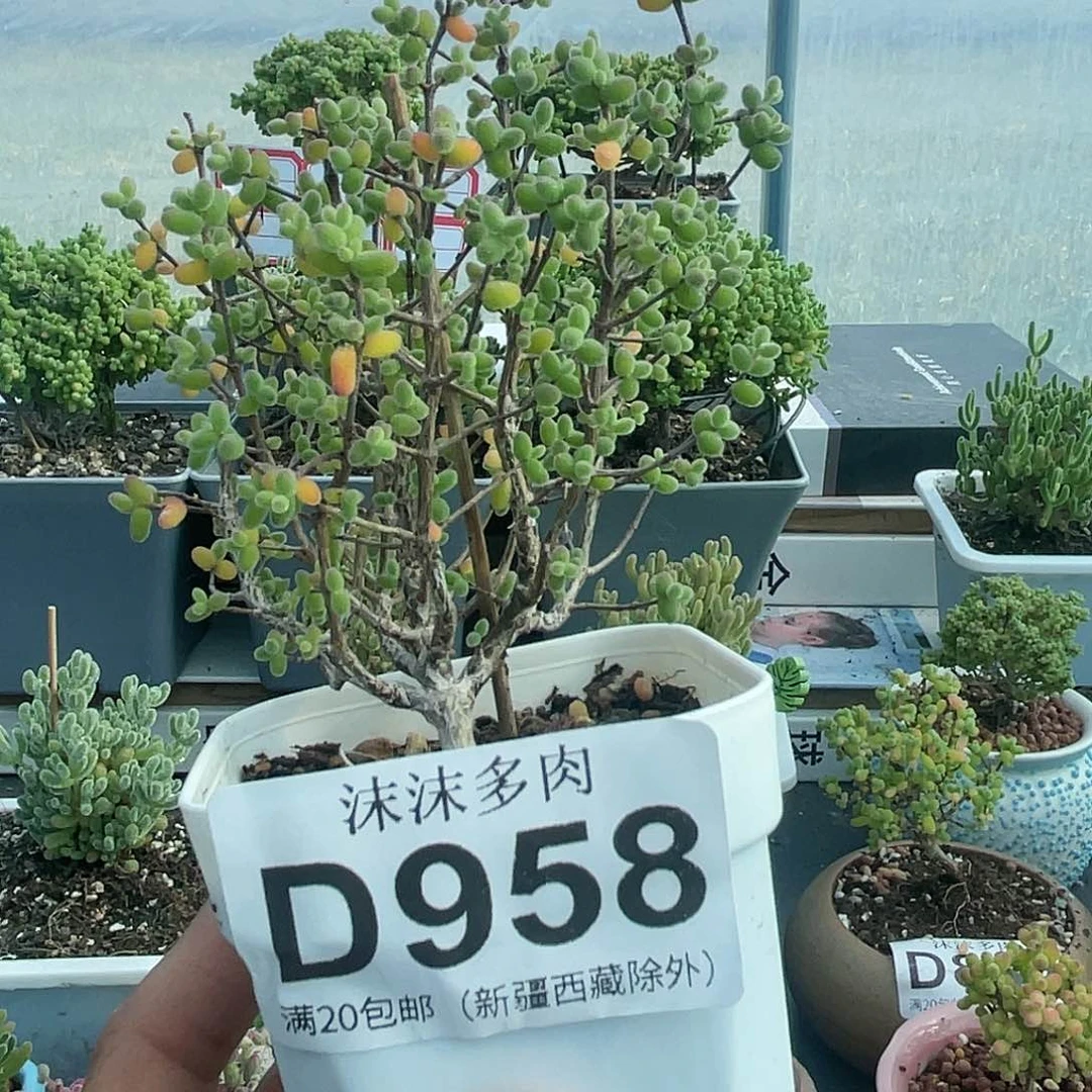 958老桩糖球枝干