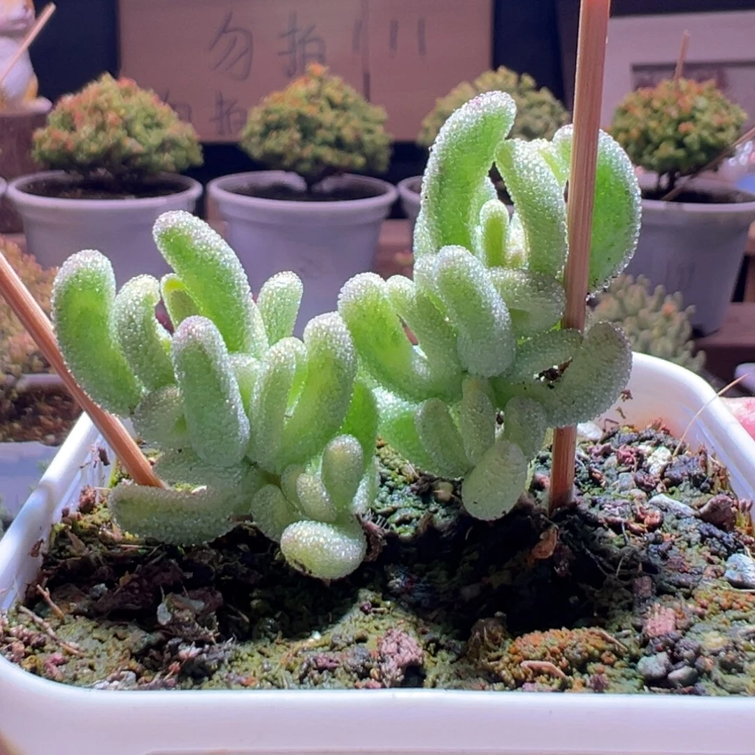 767超白一物一拍包开箱