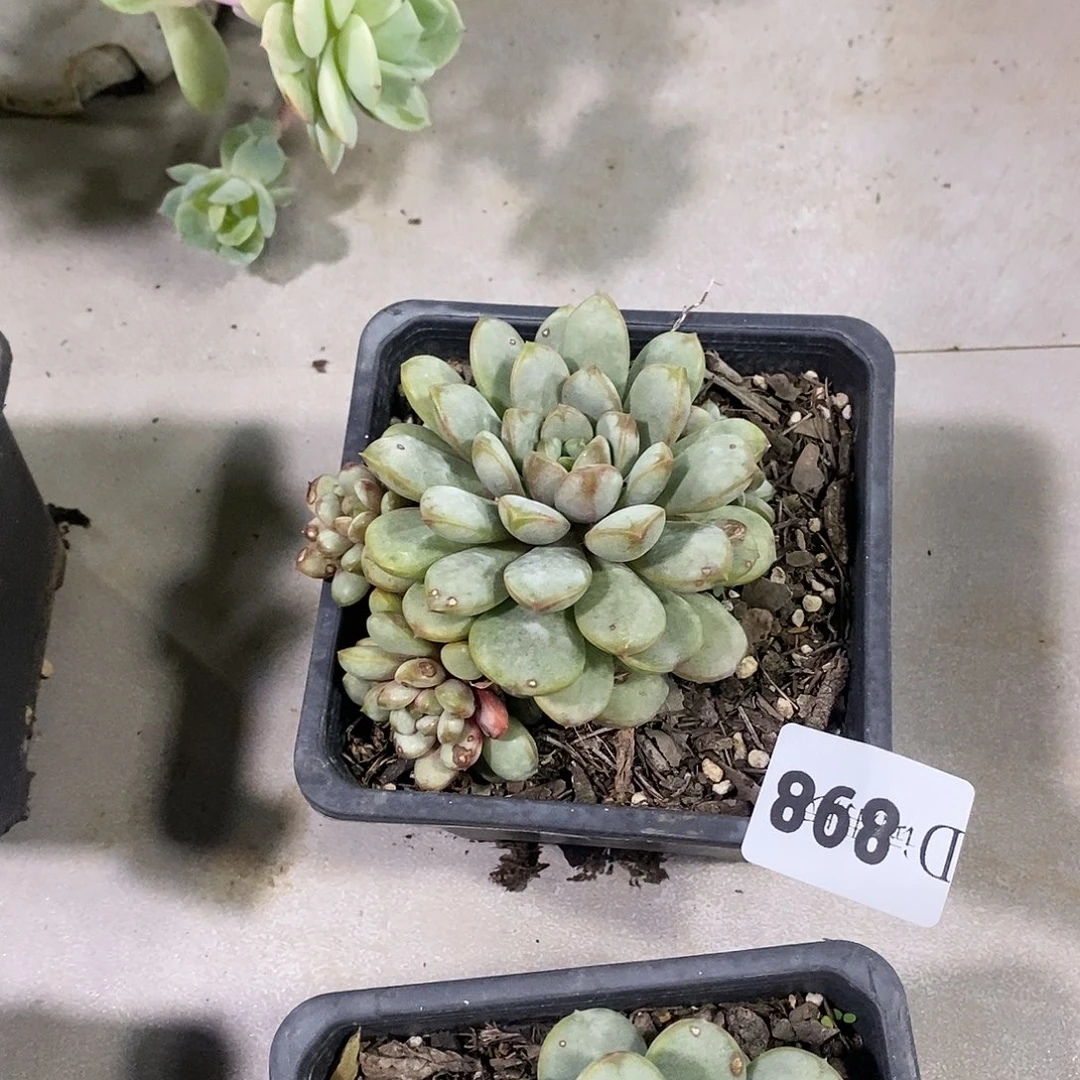 存*姐898葡萄多肉植物