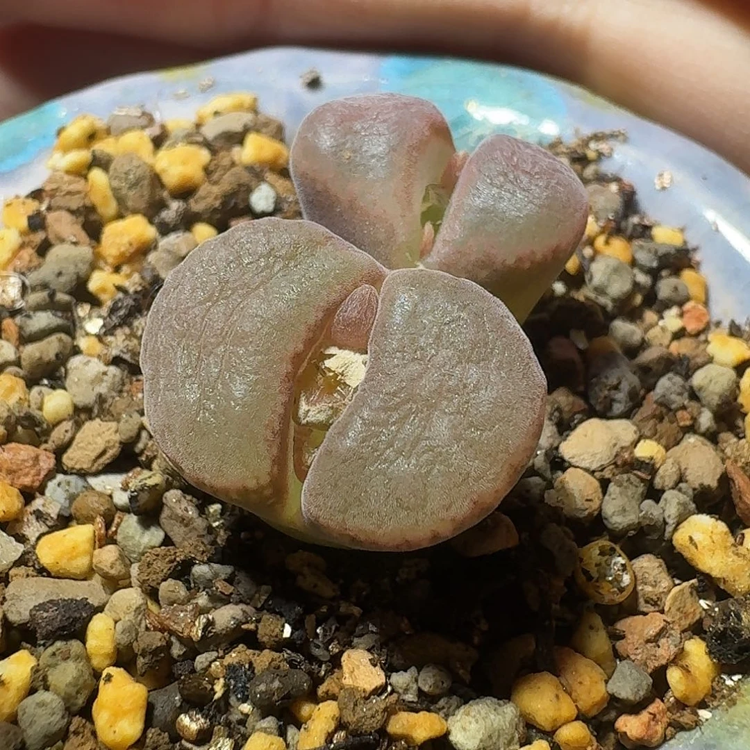 17号双头风铃一物一拍