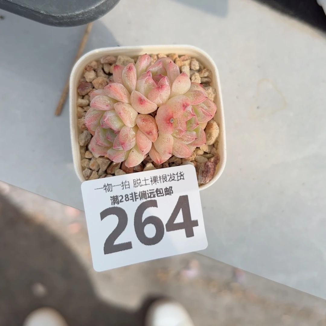 甜心珍妮无盆土发货