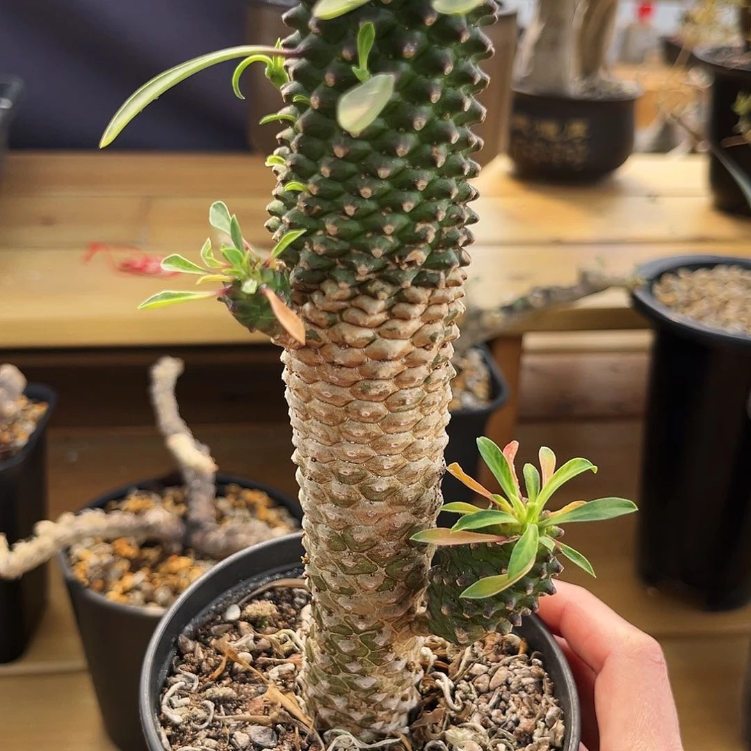 潮流植物铁甲麒麟，