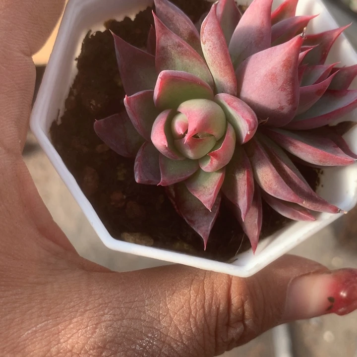 惊鸿内勾。双。（满9.99包邮不满9.99发叶子）