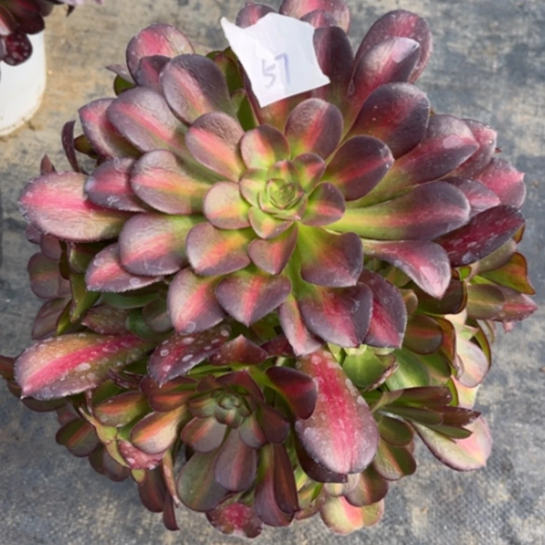 【闪购商品】57花钠锦多肉法师