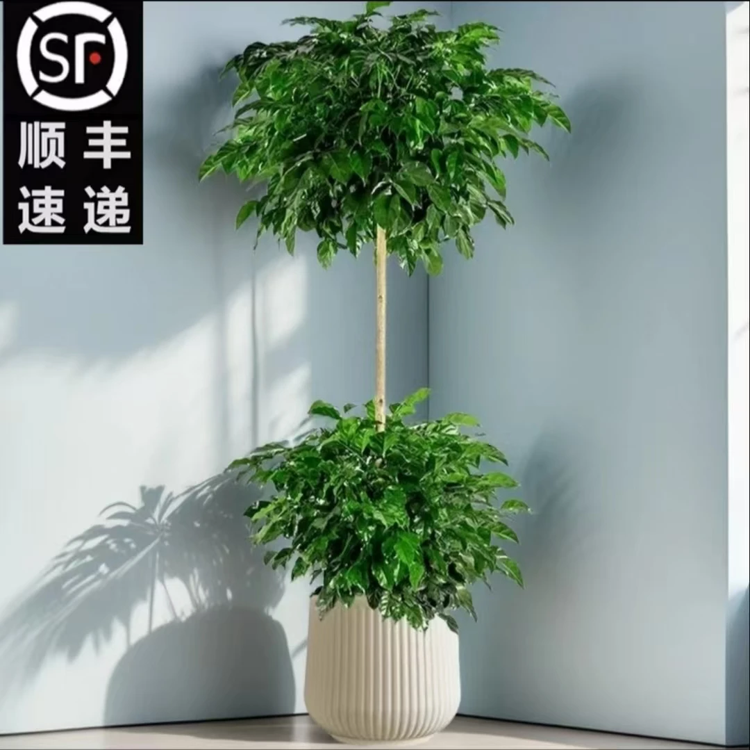 1.3 - 1.5米两层幸福树大型室内外绿植盆栽顺丰包邮净化空气