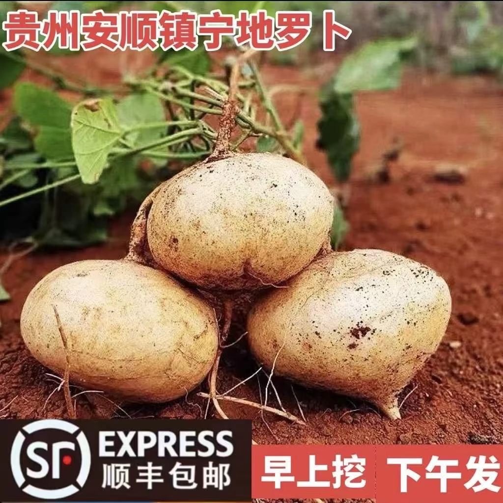 顺丰包邮贵州安顺镇宁地萝卜新鲜现挖凉薯脆甜多汁当季水果沙葛6