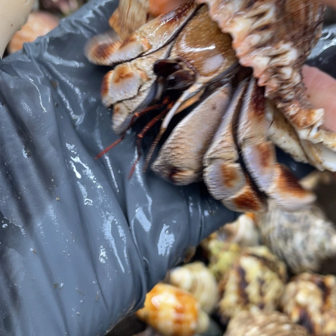 不退不换活体宠物101