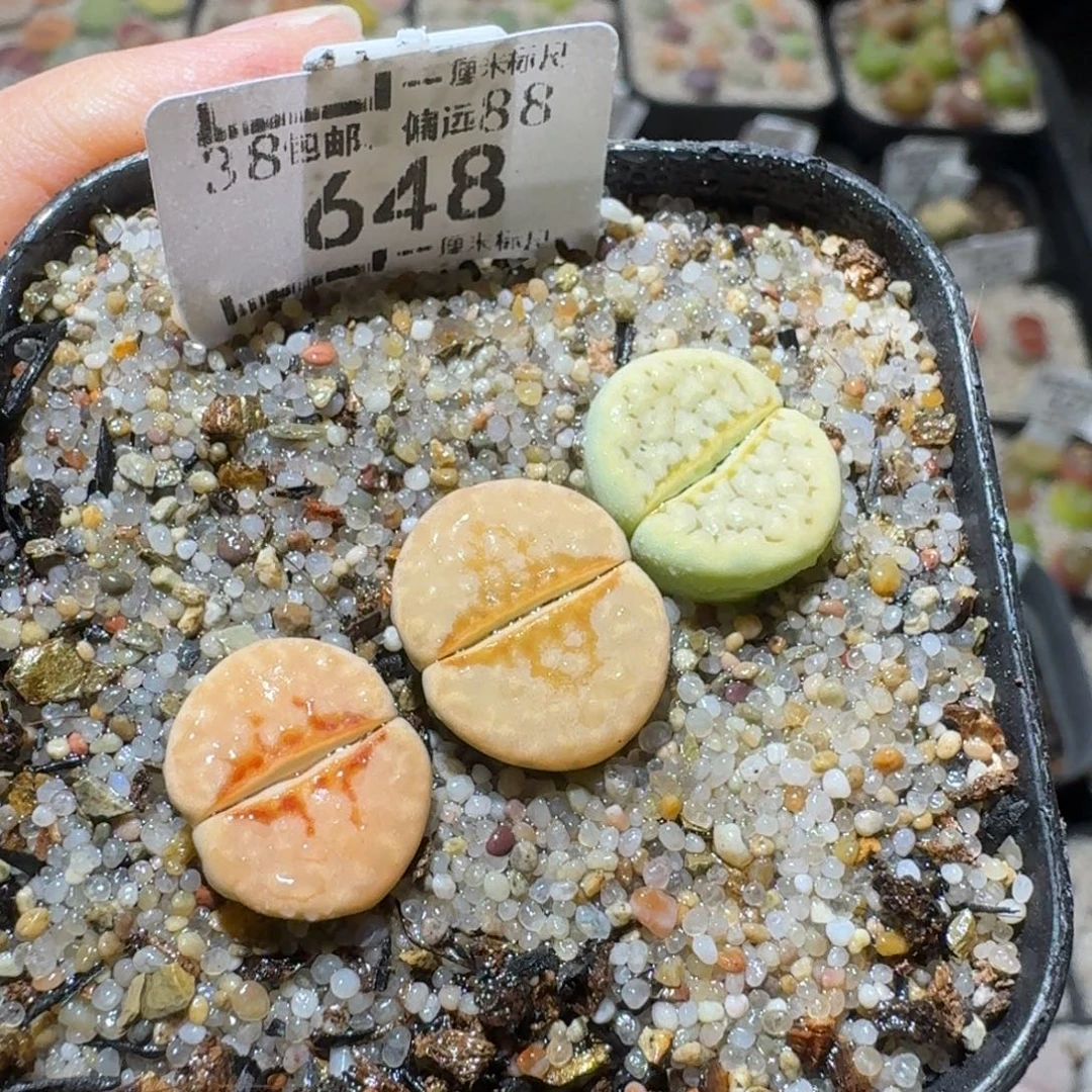 Sss新年福利啦648