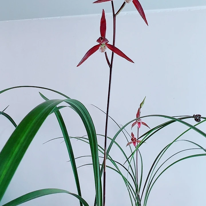 健***康完全开放一物一拍