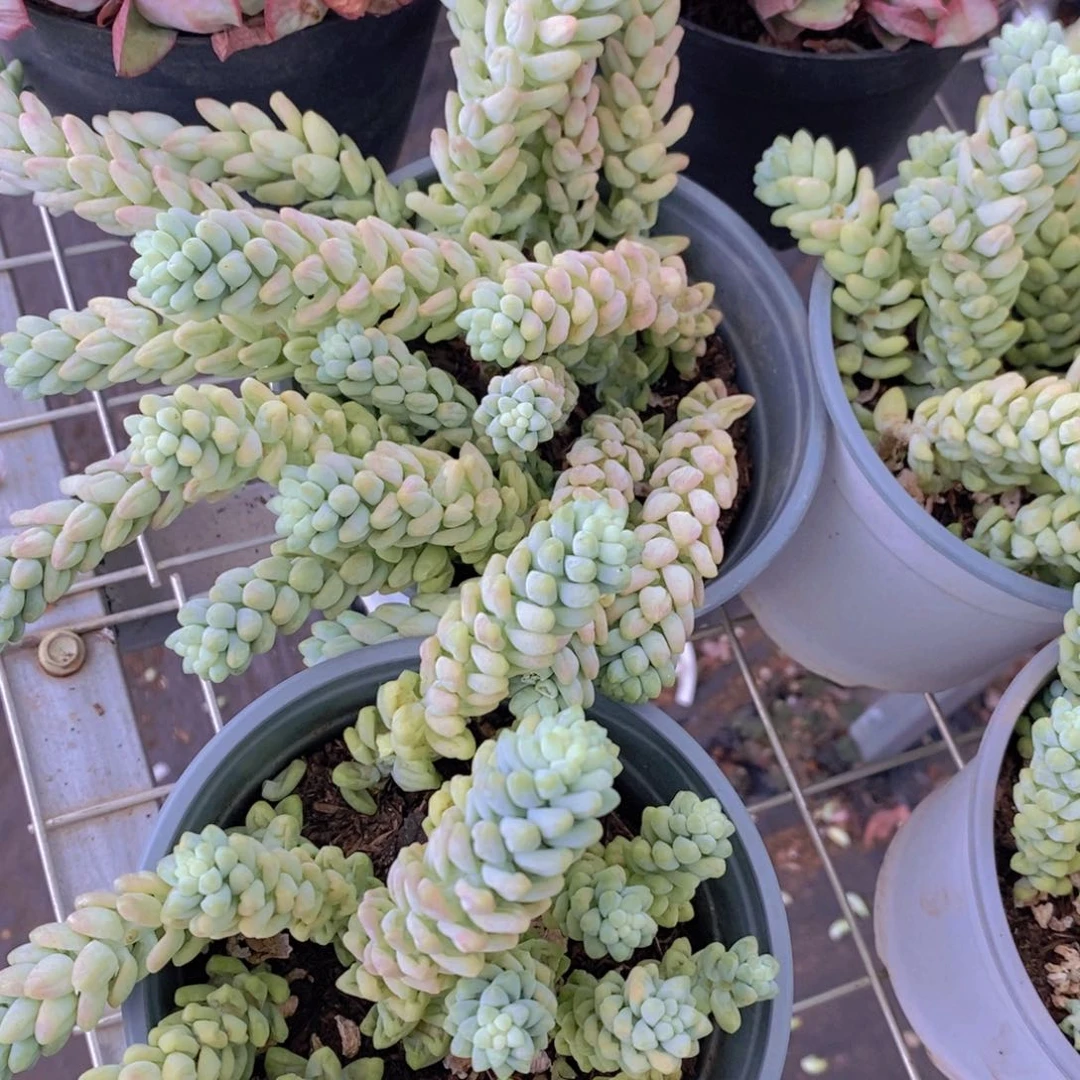 彩虹玉坠带盆土两盆