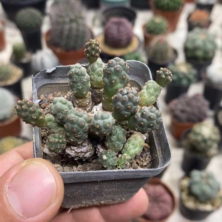 足球团扇特价福利