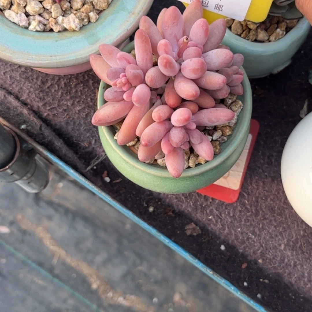 柚**甜多肉植物1111111